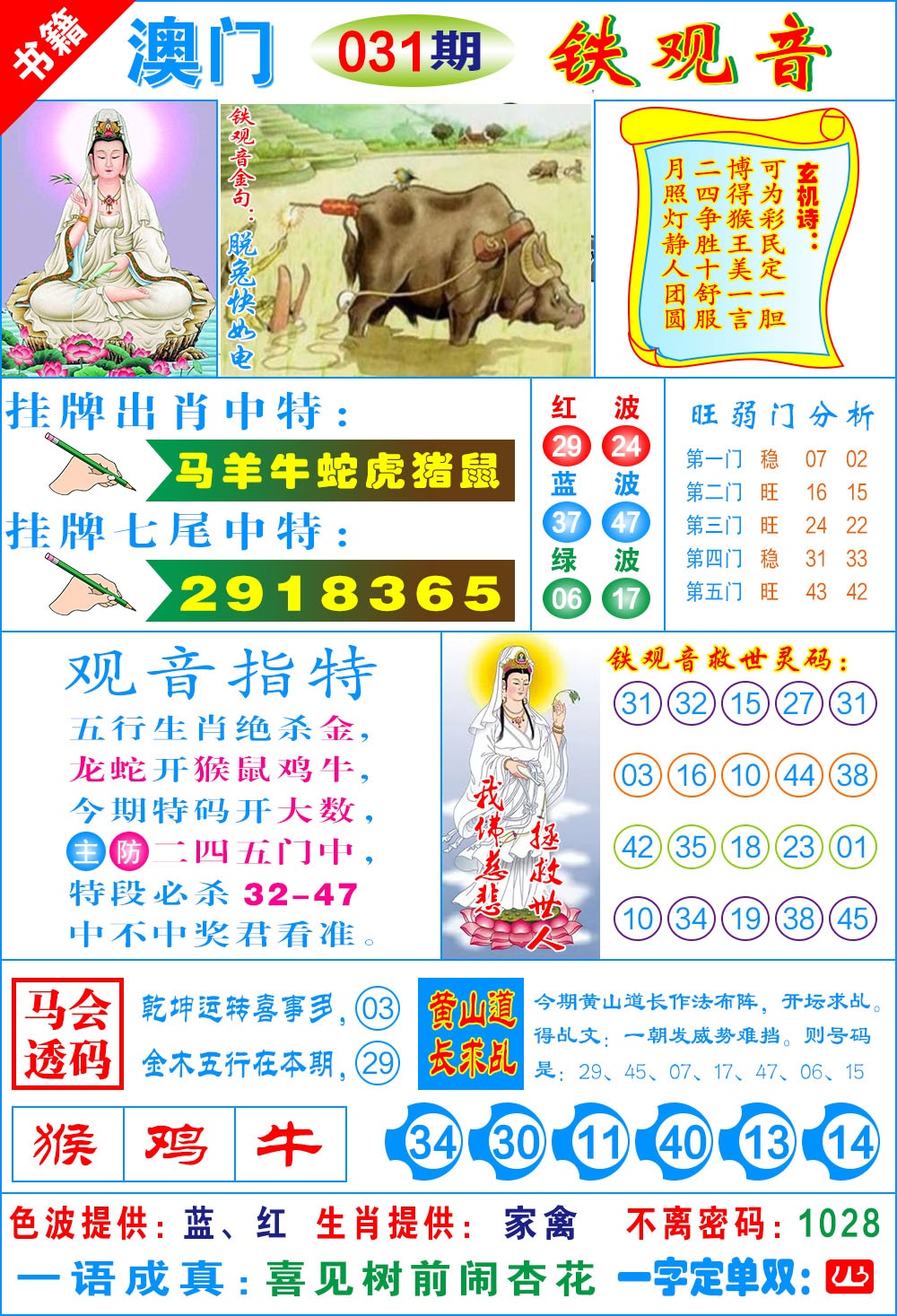 031期澳门铁观音[图]